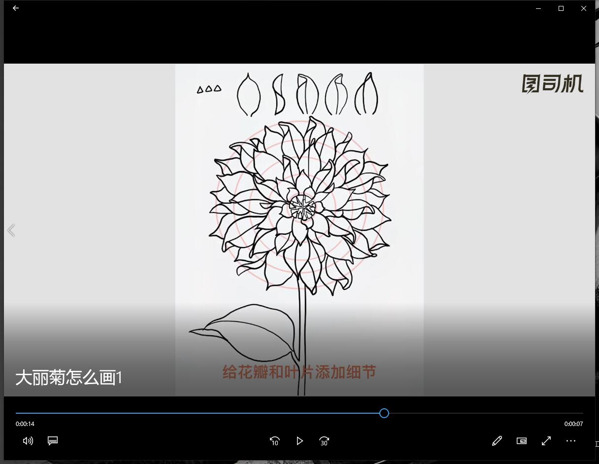 大丽菊怎么画-第3张图片-图司机百科