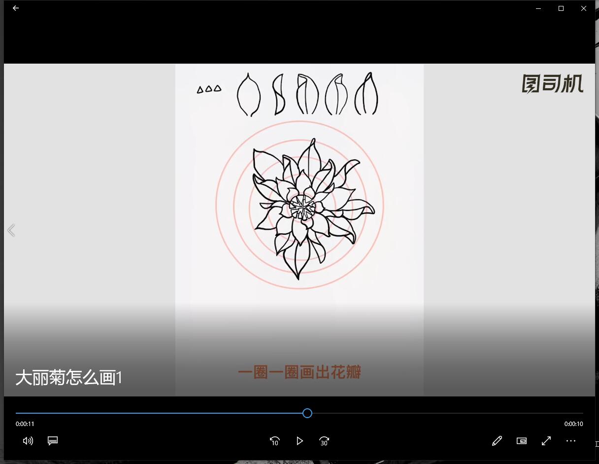 大丽菊怎么画-第2张图片-图司机百科