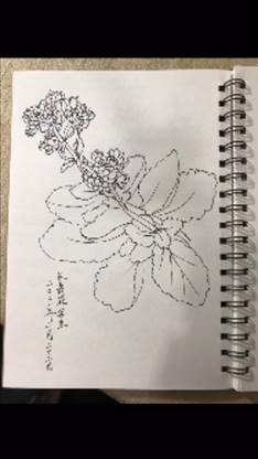 长寿花怎么画-第3张图片-图司机百科